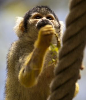 squirrel monkey close up