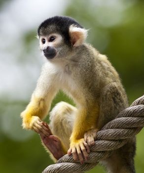 squirrel monkey close up