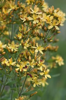 yellow flowers blooming Hypericum