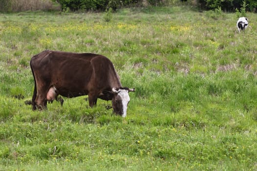 The cow is grazed on a green meadow