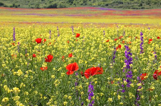 Bright colorful field of rapeseed, poppies and Delphiniums blooming in the spring.