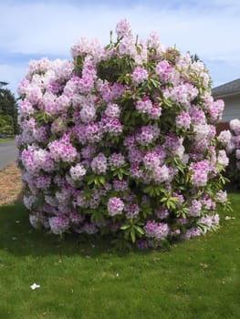 A large rhododendron tree with blooms.