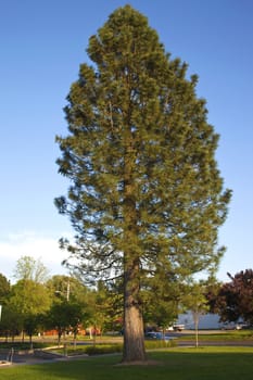A tall pine tree in a park, downtown Gresham OR.