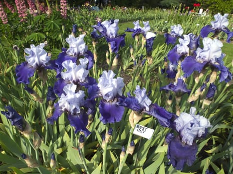 Irises blooms in a garden.
