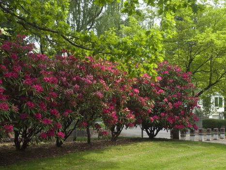 Rhododendrons flowers in a park, Portland OR.