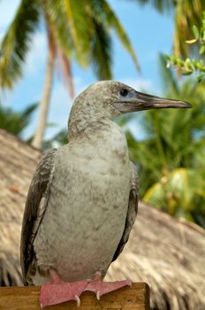 Red-Footed Booby sitting on stack in natural environment