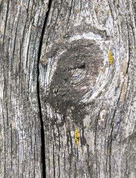 Natural Grunge Timber Knot closeup background