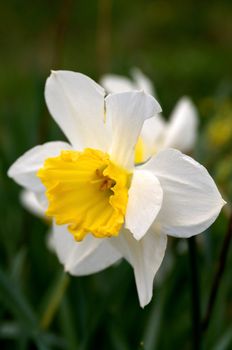 Daffodil closeup in natural environnment