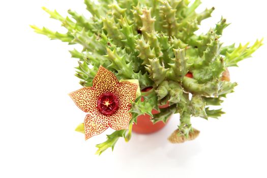 Stapelia plant with flower in flowerpot over white