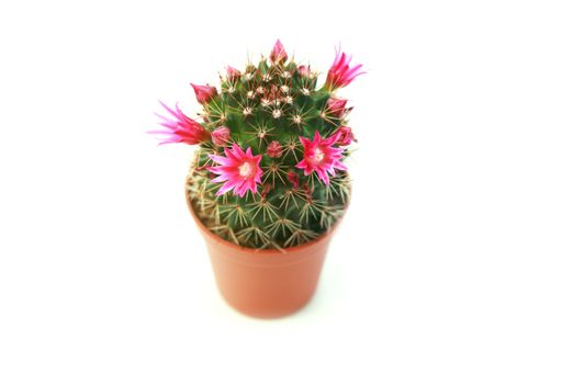 cactuc in flowerpot with few purple flowers on white background