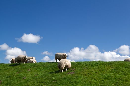 few white puffy sheep over blue sky with white clouds
