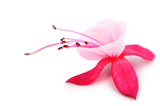 blooming fuchsia (fuschia hybrida), isolated on a white background