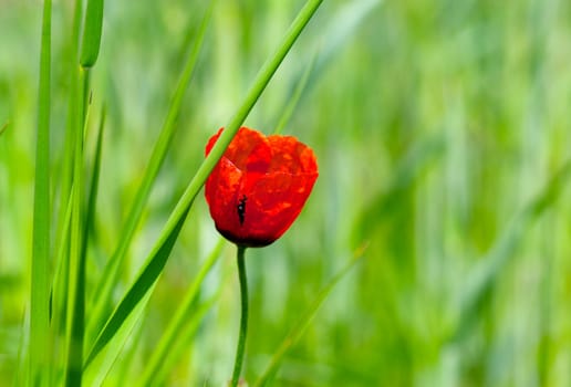 red poppy in the meadow