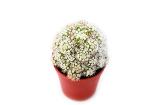 cactus in flowerpot on white background