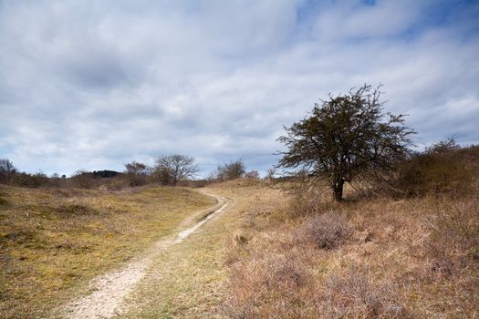 countryside path in the wild savanna