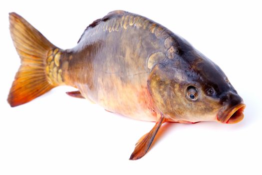 Raw carp mirror whole with lemon, isolated on white