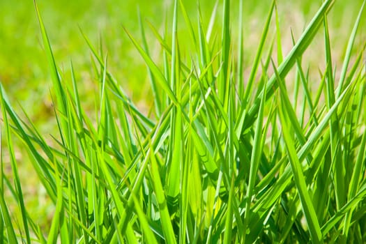 Green grass, background image of some tall