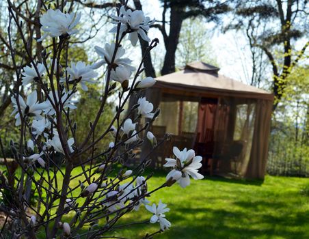 Magnolia white flowers in spring and benches tables and chairs in bower arbour with mosquito protective net.