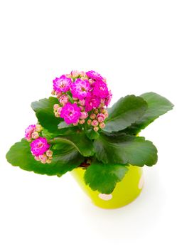 Kalanchoe bush in a green pot