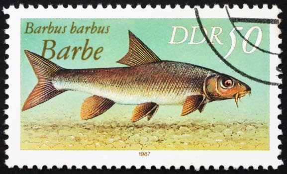 GDR - CIRCA 1987: a stamp printed in GDR shows Common Barbel, Barbus Barbus, circa 1987