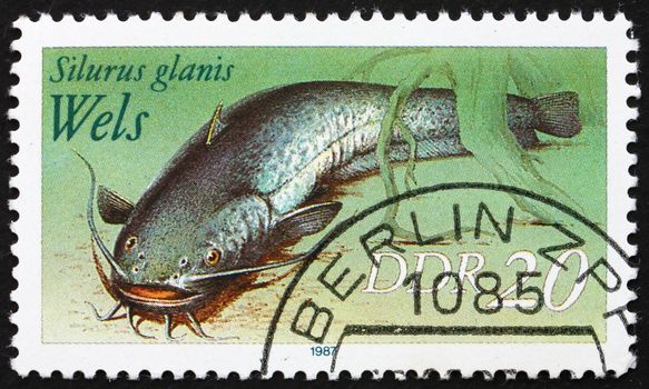 GDR - CIRCA 1987: a stamp printed in GDR shows Wels Catfish, Sheatfish, Silurus Glanis, circa 1987