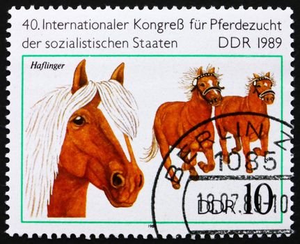 GDR - CIRCA 1989: a stamp printed in GDR shows Haflinger, Breed of Horse, circa 1989