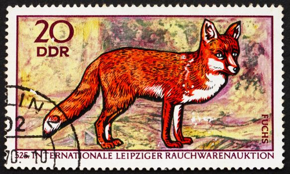 GDR - CIRCA 1970: a stamp printed in GDR shows Red Fox, Vulpes Vulpes, 525th International Fur Auctions, Leipzig, circa 1970