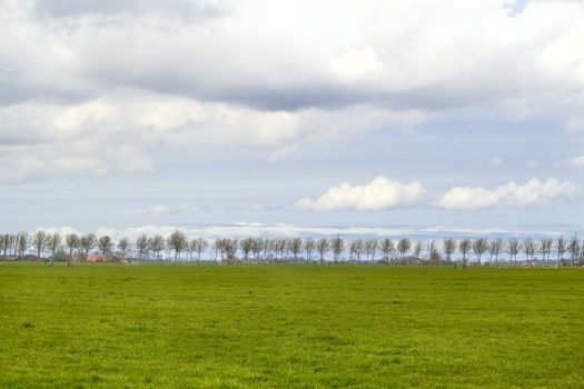 plain landscape with row of trees on the horizon over nice sky