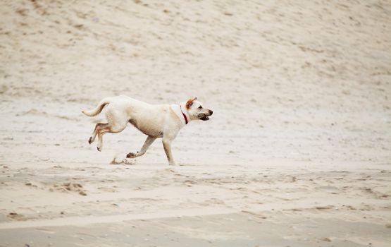 running beige dog with steak on the sand beach
