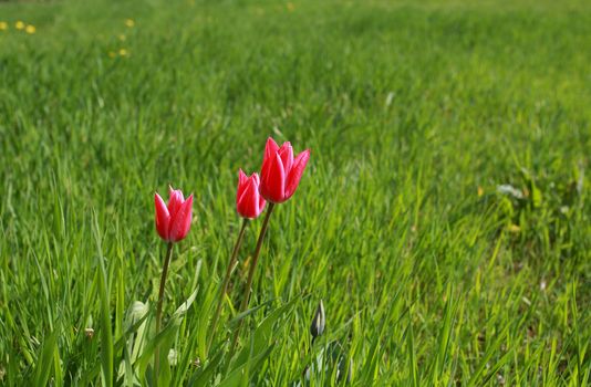 three pink tulips on the green field