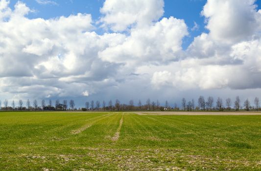 field at early spring with agriculture and blue sky with white clouds