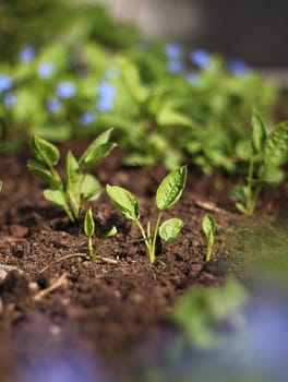 Green spring  plant seedlings growing in earth soil