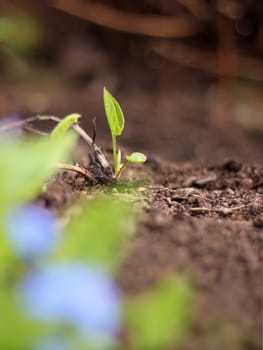 Green spring plant seedling growing in garden earth soil