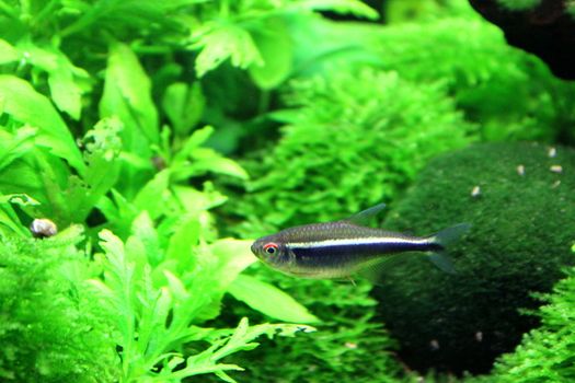 Black neon tetra swimming in aquarium.