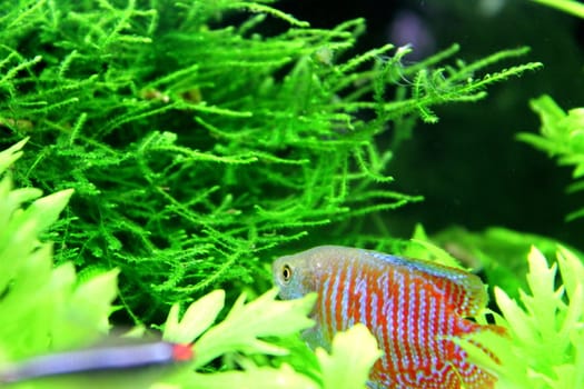 Dwarf gourami swimming in aquarium