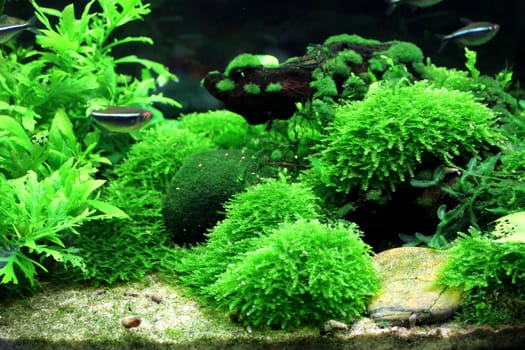 Aquarium planted with living plants.