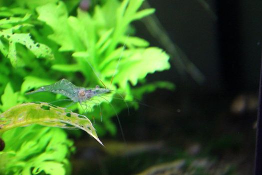 Ghost shrimp in planted aquarium