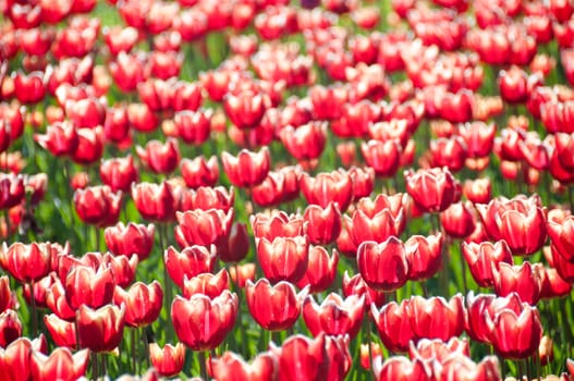 Tulips heads with red and white horizontal pattern