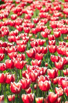 Tulips heads with red and white vertical pattern