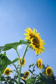 Beautiful sunflowers growing in the field on a background of blue sky