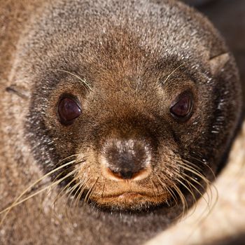 Close-up portrait of New Zealand fur seal, Arctocephalus forsteri, resting in the sun on coastal rock cliffs