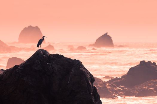 Sunset at stormy coast with silhouette of heron patiently observing the scene for a chance to fish