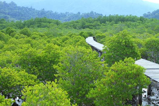 Wood path way among the Mangrove forest, Thailand