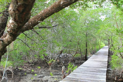 Wood path way among the Mangrove forest, Thailand