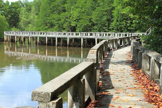 Concrete bridge go to mangrove forest