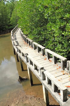 Concrete bridge go to mangrove forest