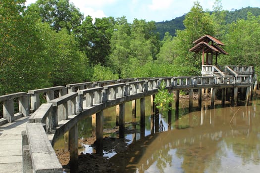 Concrete bridge go to mangrove forest