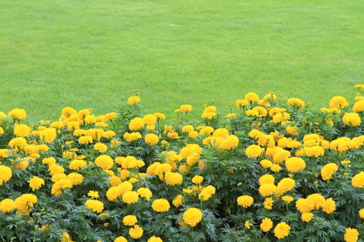 Marigold Yellow Flower field in the green garden.