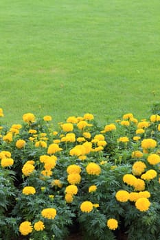 Marigold Yellow Flower field in the green garden.