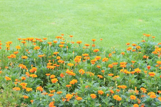 Marigold Yellow Flower field in the green garden.